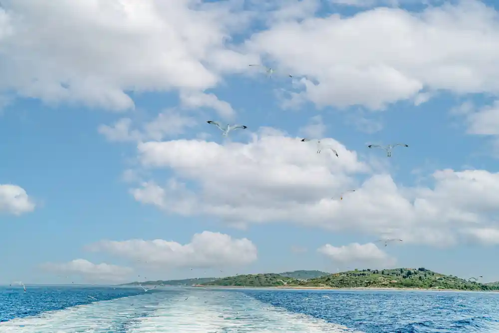 gulls following the wake with the low green coast astern