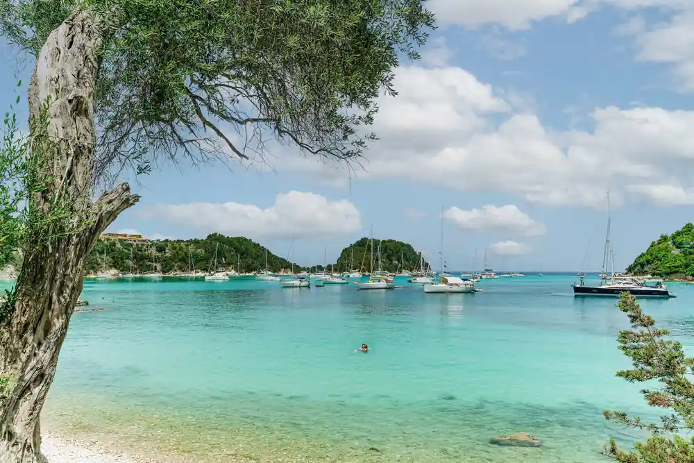a wide shallow bay in every shade of turquoise seen through olive branches
